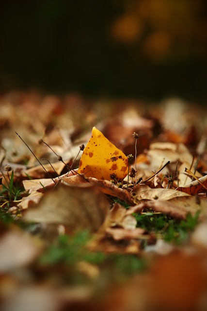 队内明星球 队内明星球